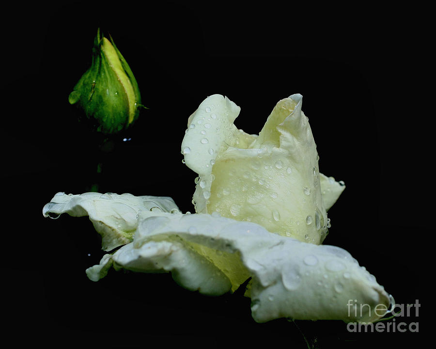 White Rosebud And Raindrops Photograph by Smilin Eyes Treasures