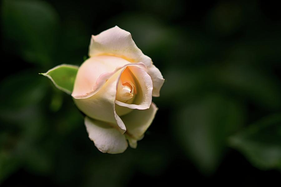 White Rosebud Photograph by Richard Gregurich