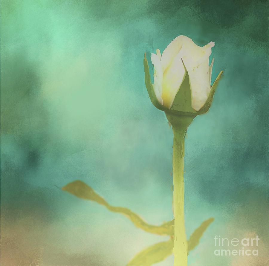 Nature Photograph - White Rosebud through the Mist by Janette Boyd