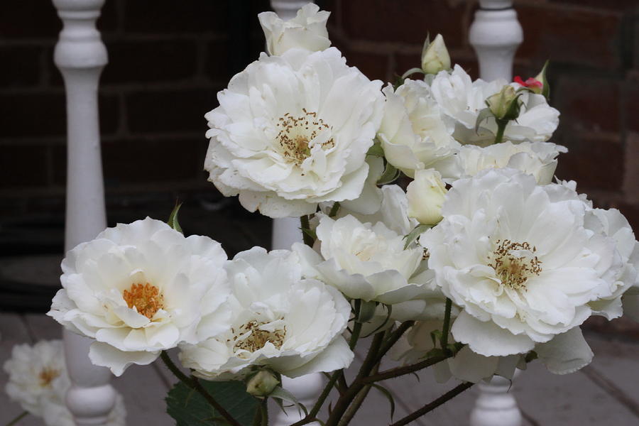 White Roses #63 Photograph by Gerri Duke