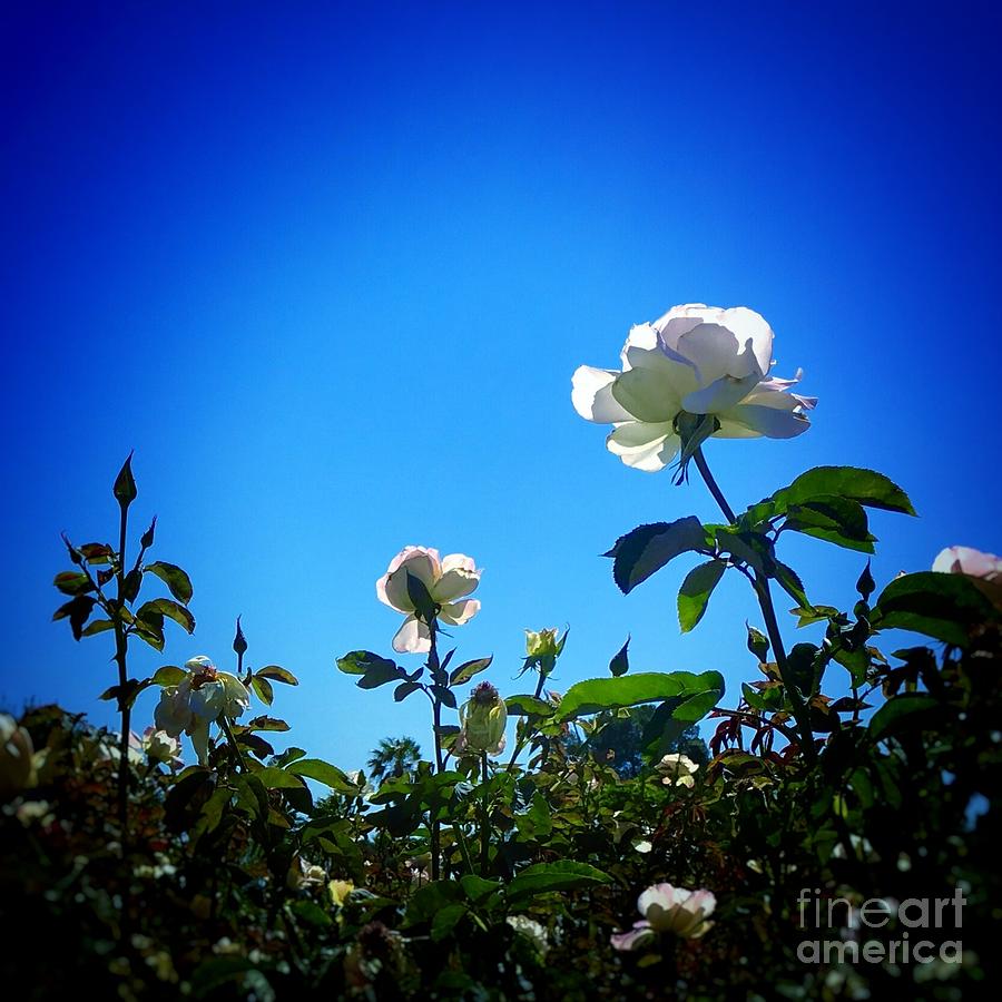 White Roses against Blue Sky Photograph by Marie Webb - Fine Art America