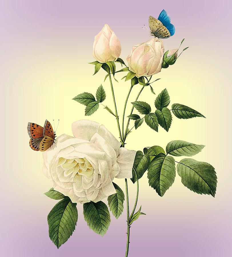 Rose Mixed Media - White Roses and Butterflies Morning by Movie Poster Prints