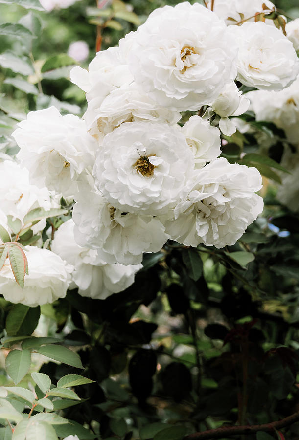 White Roses Photograph by Andrea Anderegg