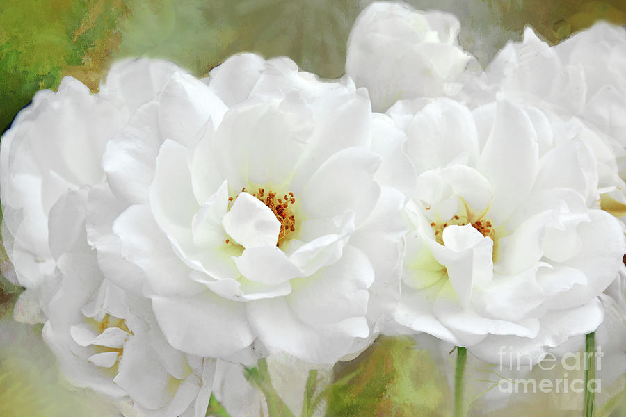 White Roses Art Portrait Photograph