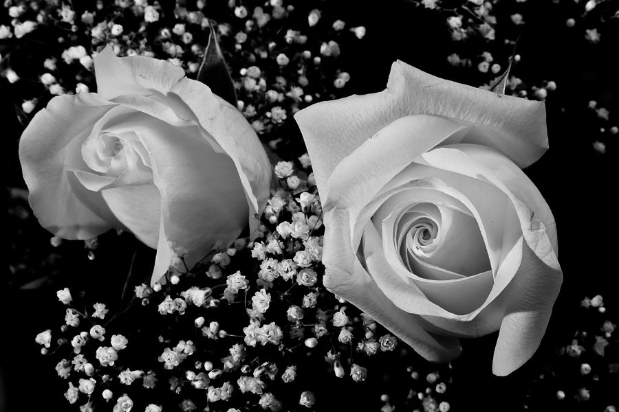 White Roses BW Fine Art Photography Print Photograph by James BO Insogna
