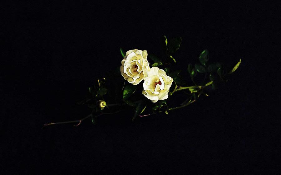 White Roses, ca 2017, by Adam Asar Painting by Celestial Images