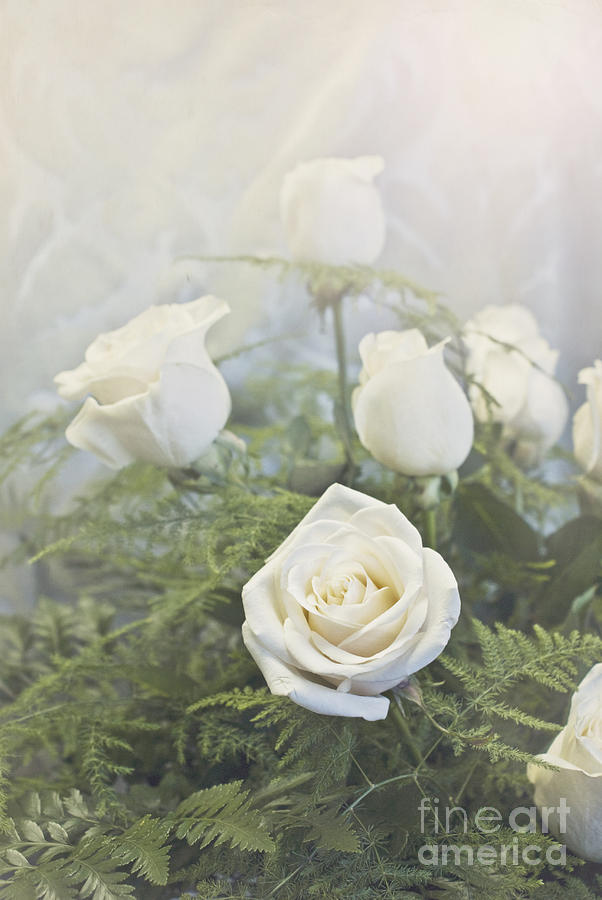 White roses Photograph by Cindy Garber Iverson