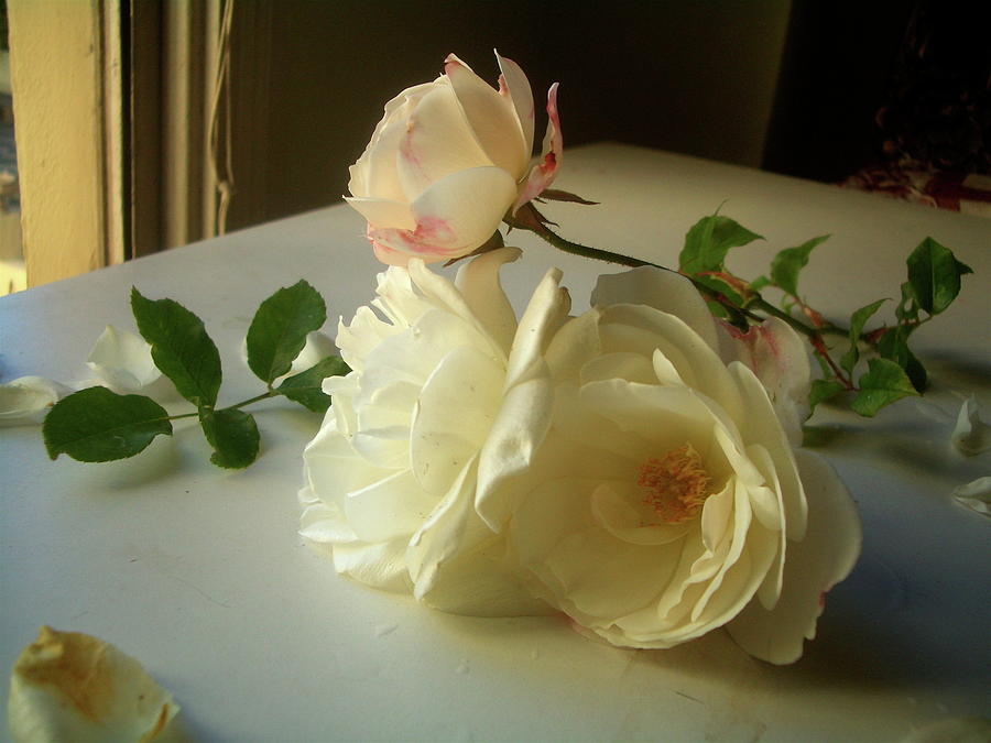 White Roses in Afternoon Light Photograph by Kathryn Donatelli