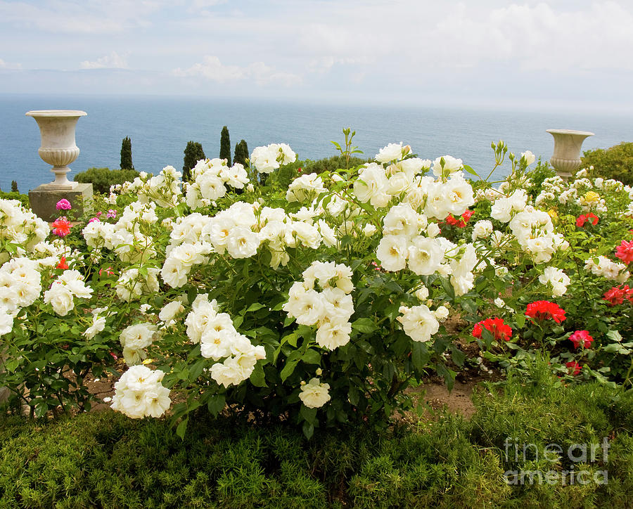 White roses in garden on sea coast Photograph by Irina Afonskaya