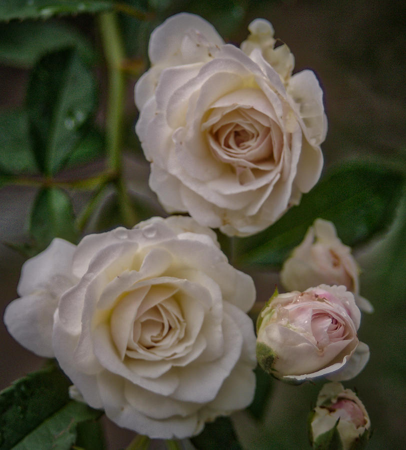 White roses Photograph by Jane Luxton