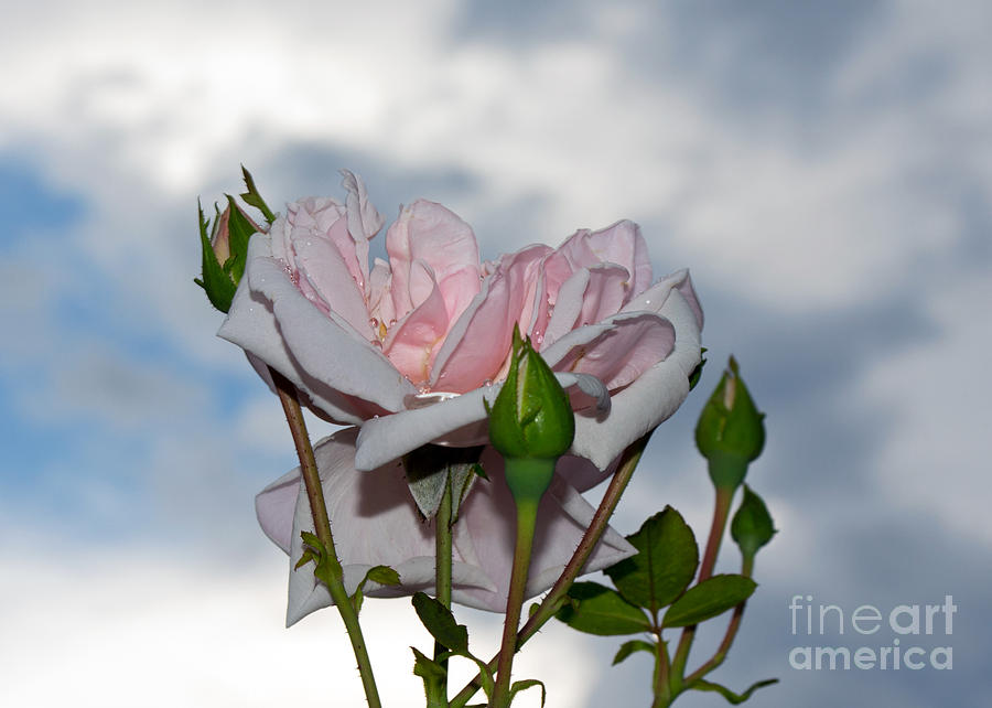 White Roses Photograph by Kevin Fortier