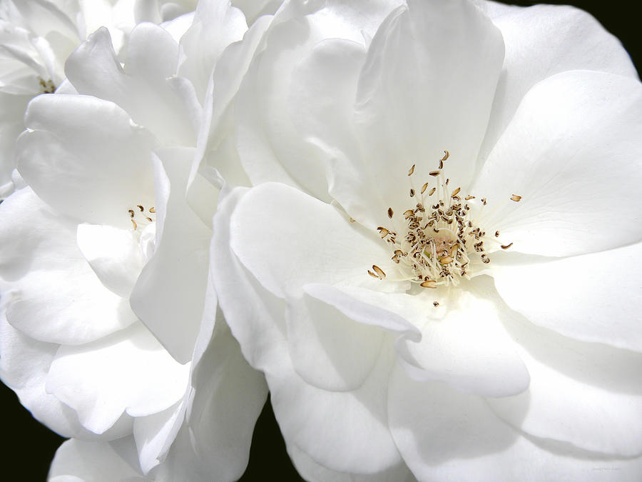 White Roses Macro Photograph by Jennie Marie Schell