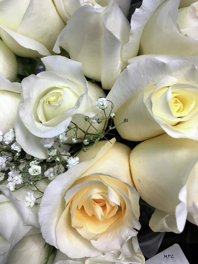 Rose Photograph - White Roses by Marian Lonzetta