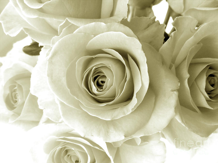 White Roses Photograph by Nina Ficur Feenan