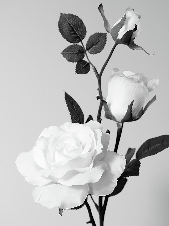 white roses No.2 Photograph by Tom Druin