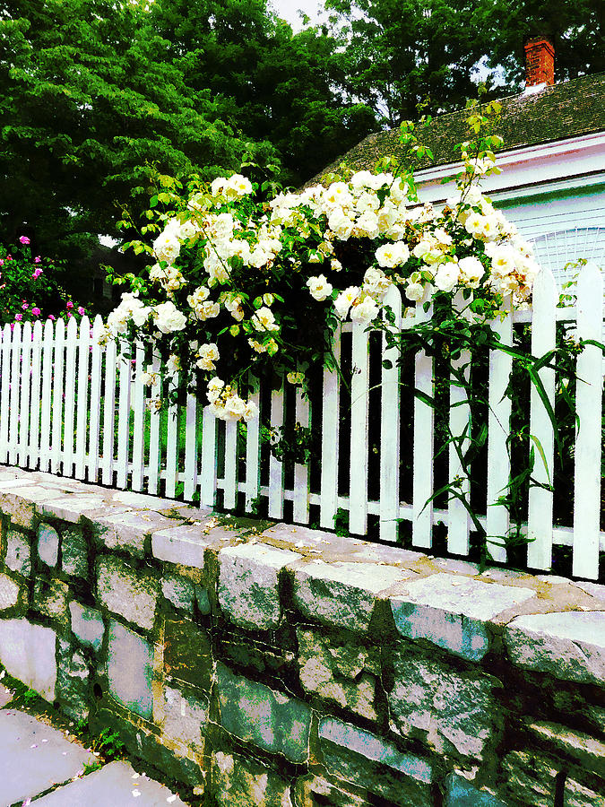 White Roses on a Picket Fence Photograph by Susan Savad