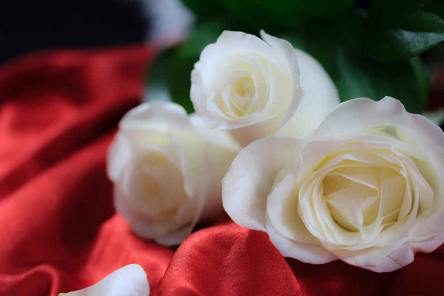 White Roses on Red Satin Photograph by Joni Eskridge