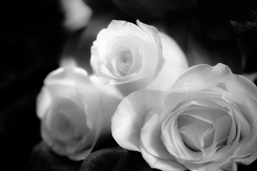 White Roses on Satin Photograph by Joni Eskridge