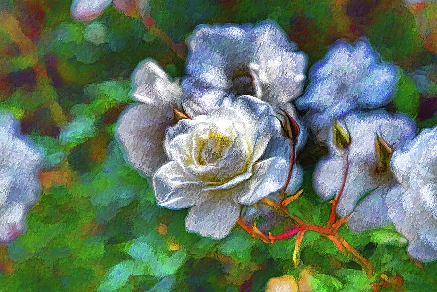 White Roses Painterly 3  Digital Art by Linda Brody