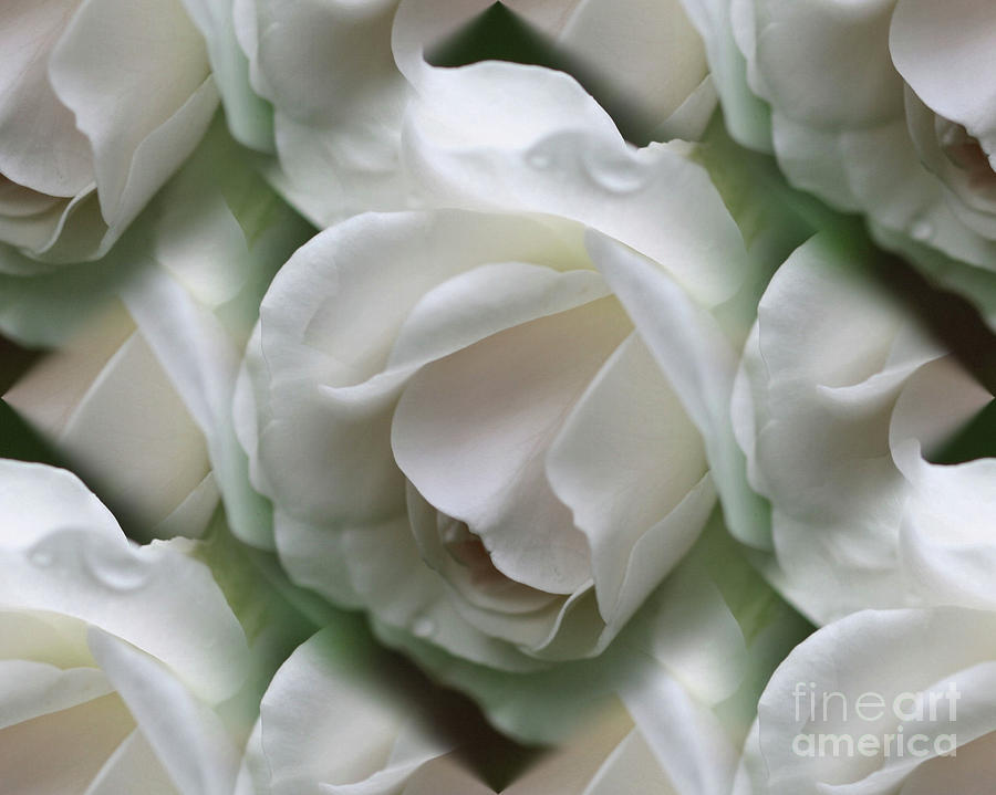 White Roses Photograph by Smilin Eyes Treasures