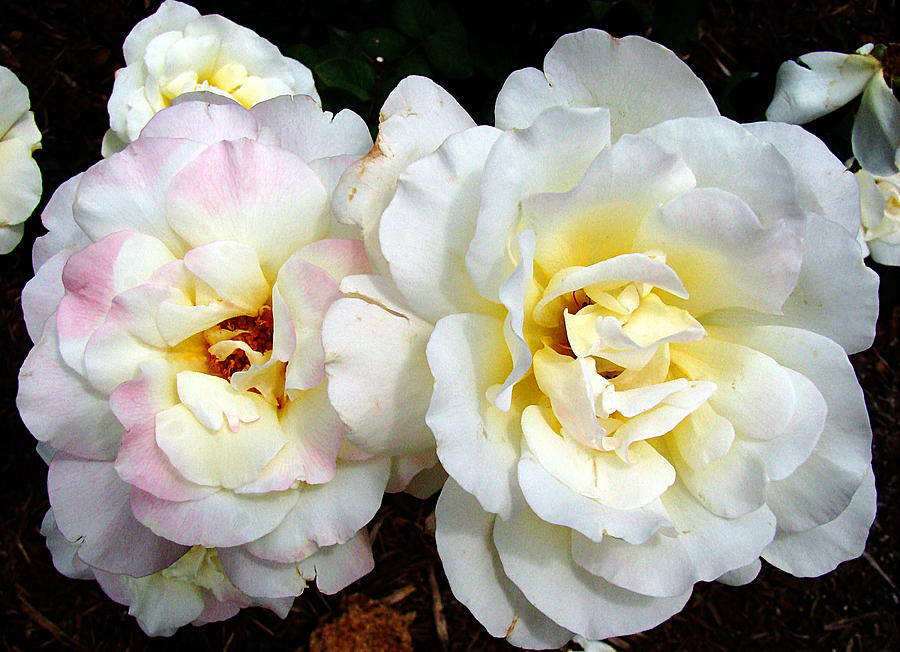 White Roses Photograph by Todd Zabel