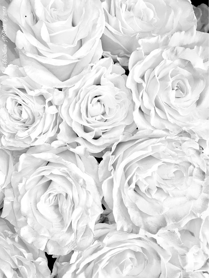 White Roses Together Photograph by Christine McCole