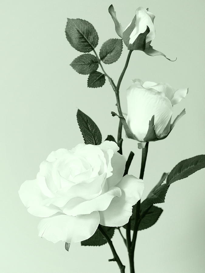 Flower Photograph - White Roses by Tom Druin