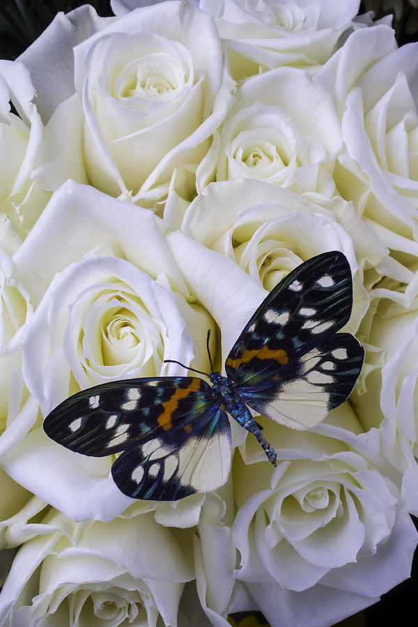 Rose Photograph - White Roses With Colorful Butterfly by Garry Gay