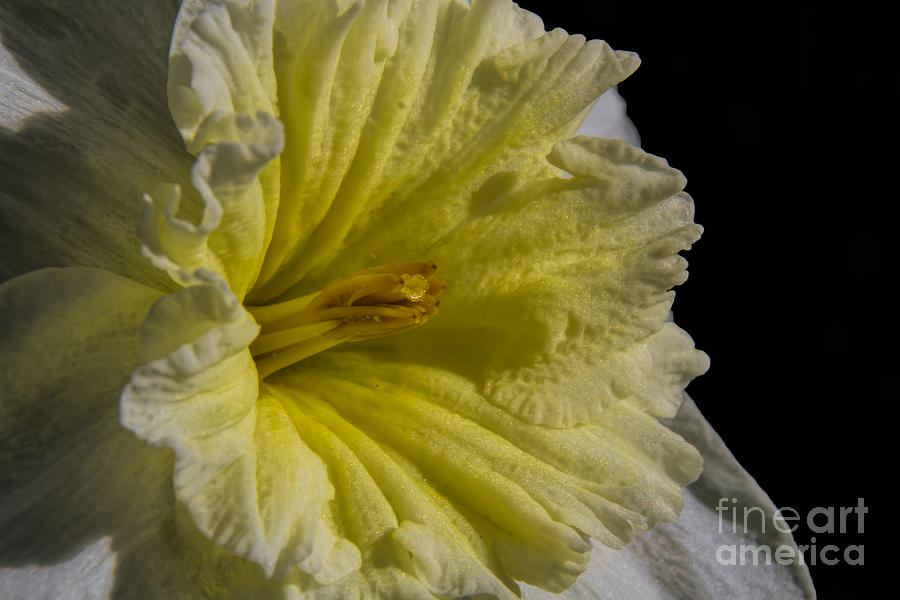 White Ruffled Daffodil Photograph by Barbara Bowen