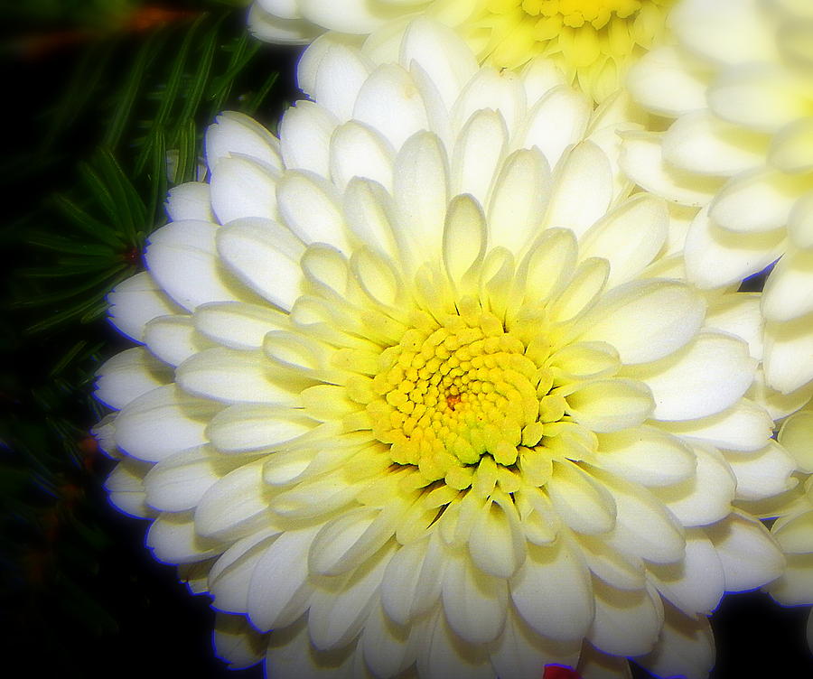 Daisy Photograph - White ruffles by Karen Cook