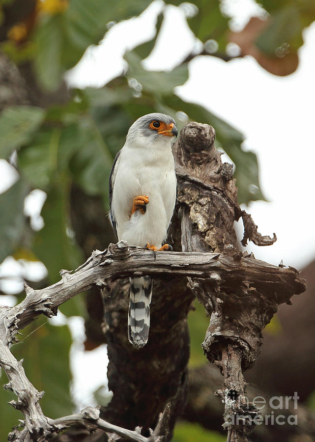 White-rumped Falcon Photograph by Neil Bowman/FLPA