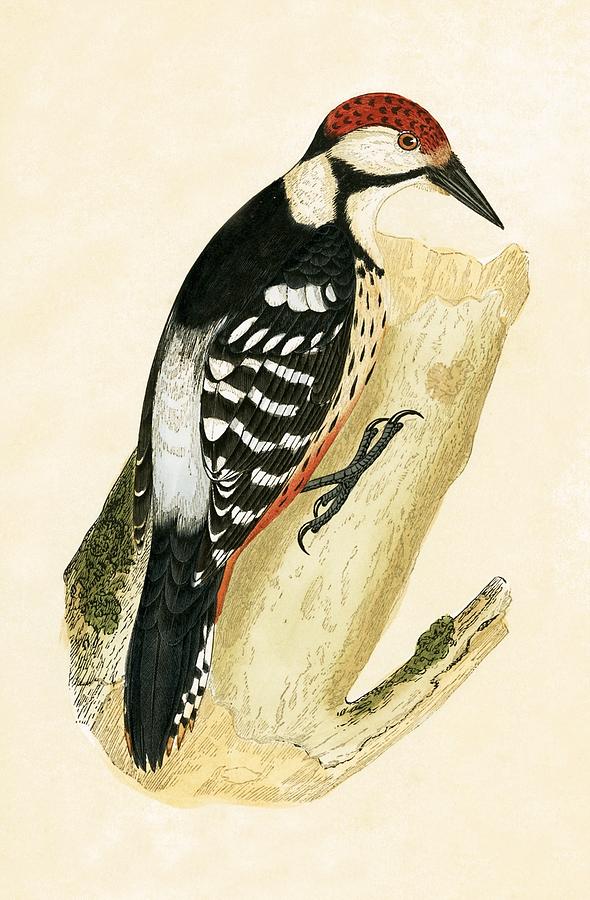 Nature Painting - White Rumped Woodpecker by English School