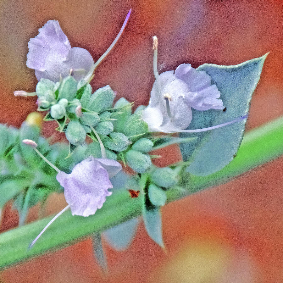 White Sage Closeup in Rancho Santa Ana Botanic Gardens, Claremont-California  Photograph by Ruth Hager