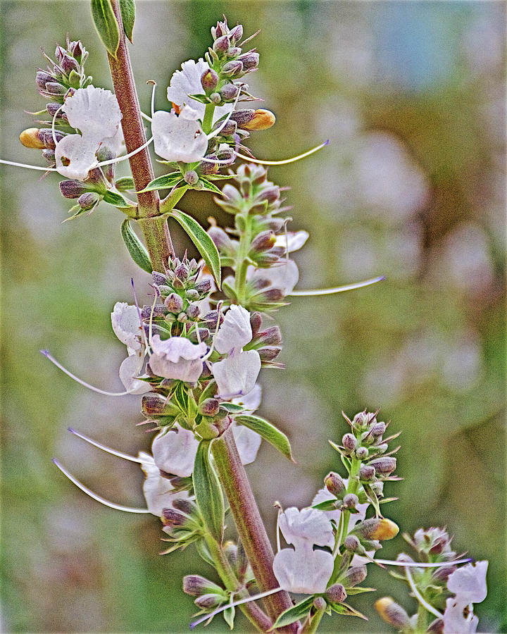 White Sage in Rancho Santa Ana Botanic Garden in Claremont-California  Photograph by Ruth Hager