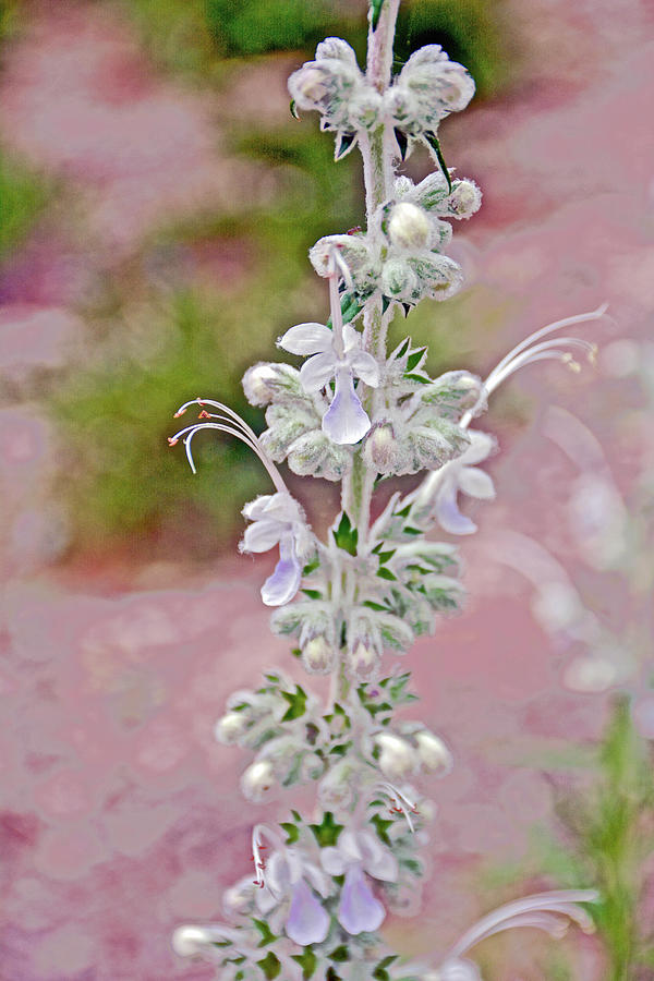 White Sage in Rancho Santa Ana Botanic Gardens, Claremont-California Photograph by Ruth Hager