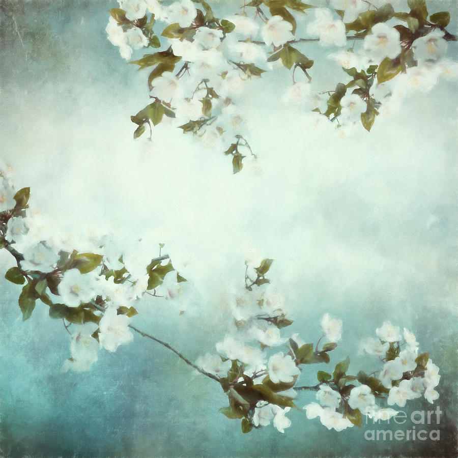 White Sakura Blossoms Mixed Media by Shanina Conway