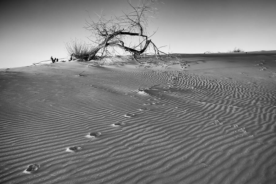 White Sands Afternoon Photograph by Alan Vance Ley