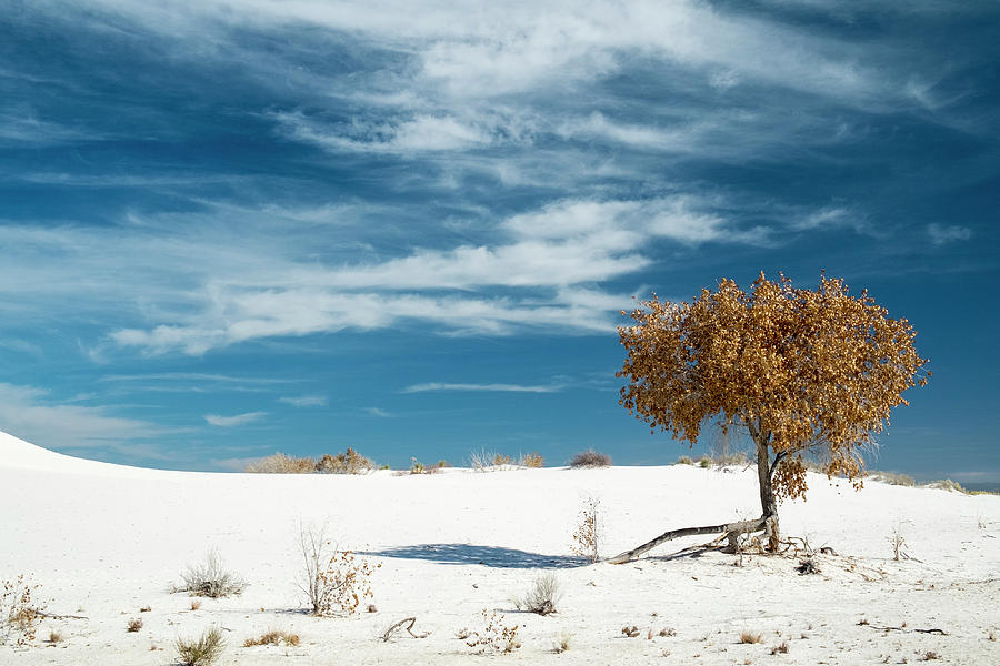 White Sands Blue Sky Winter Cottonwood Photograph by Mary Lee Dereske