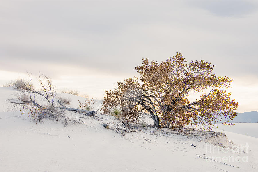 White Sands Cottonwood Photograph by Lisa Manifold