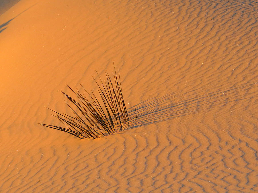 White Sands Dawn #20 Photograph by Cindy McIntyre