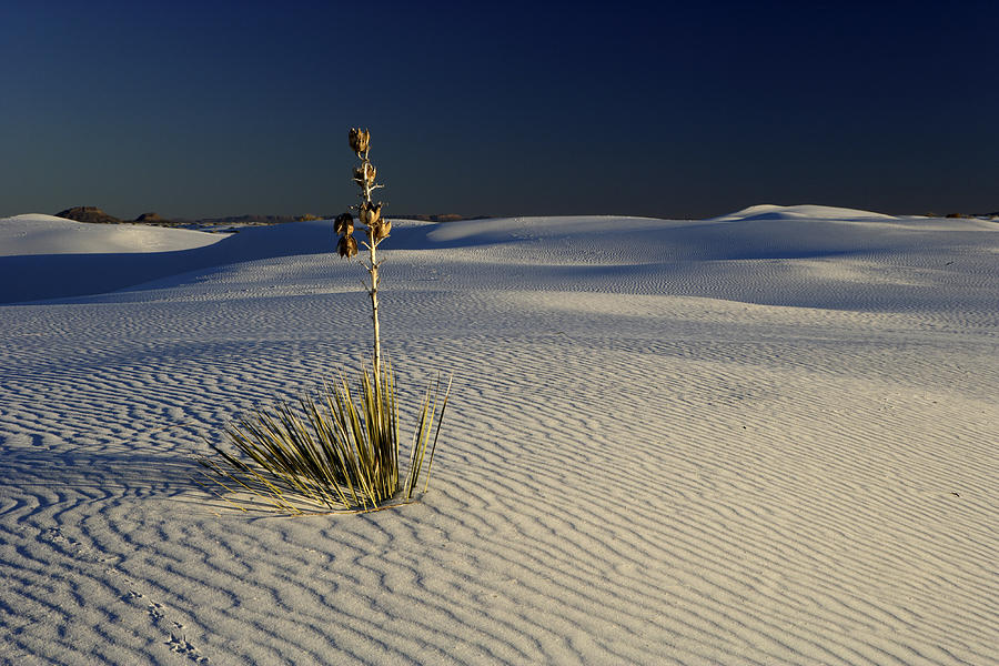 White Sands Photograph by Eric Foltz