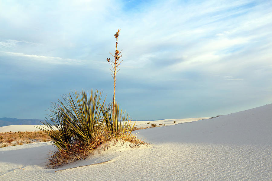 White Sands Evening Photograph by Nicholas Blackwell