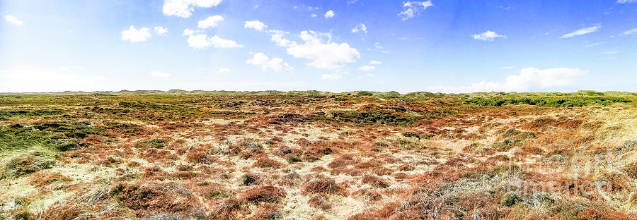 White Sands Heather Panorama Photograph