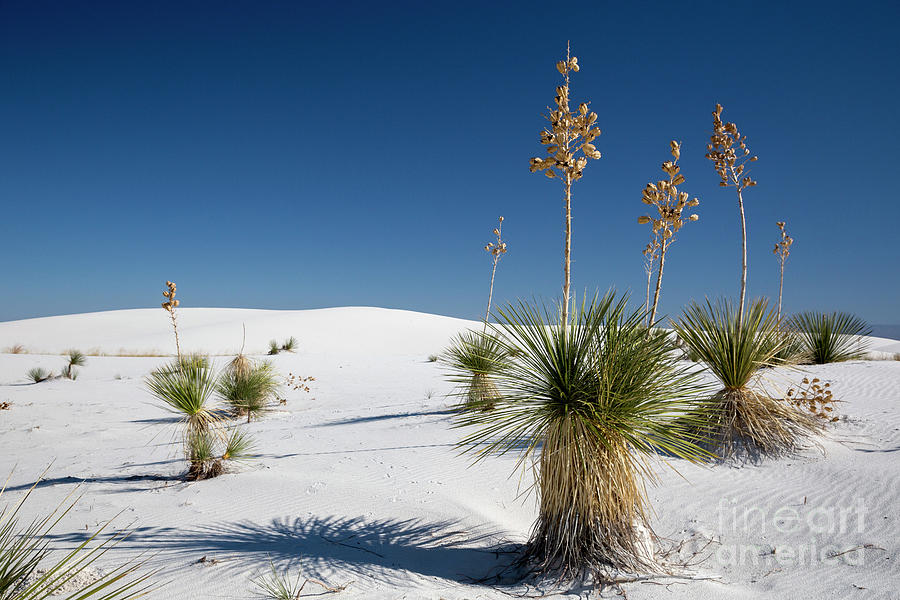 White Sands Photograph by Jim West