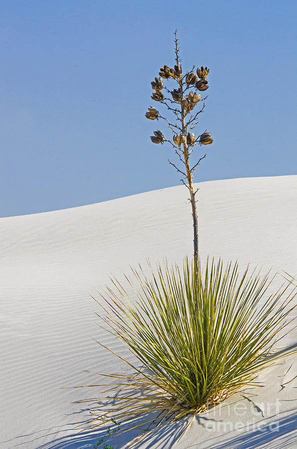 White Sands National Monument, Nm Photograph by Millard H. Sharp