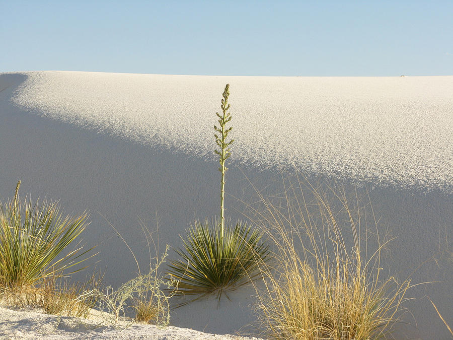 White Sands Photograph by Patricia Januszkiewicz