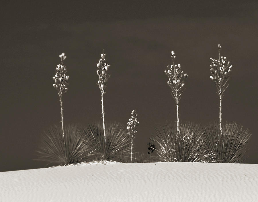 White Sands Sentinels In Sepia Photograph