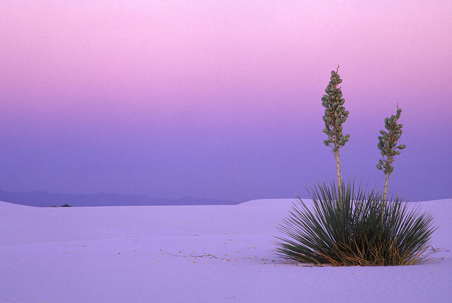 White Sands Twilight Photograph by Eric Foltz