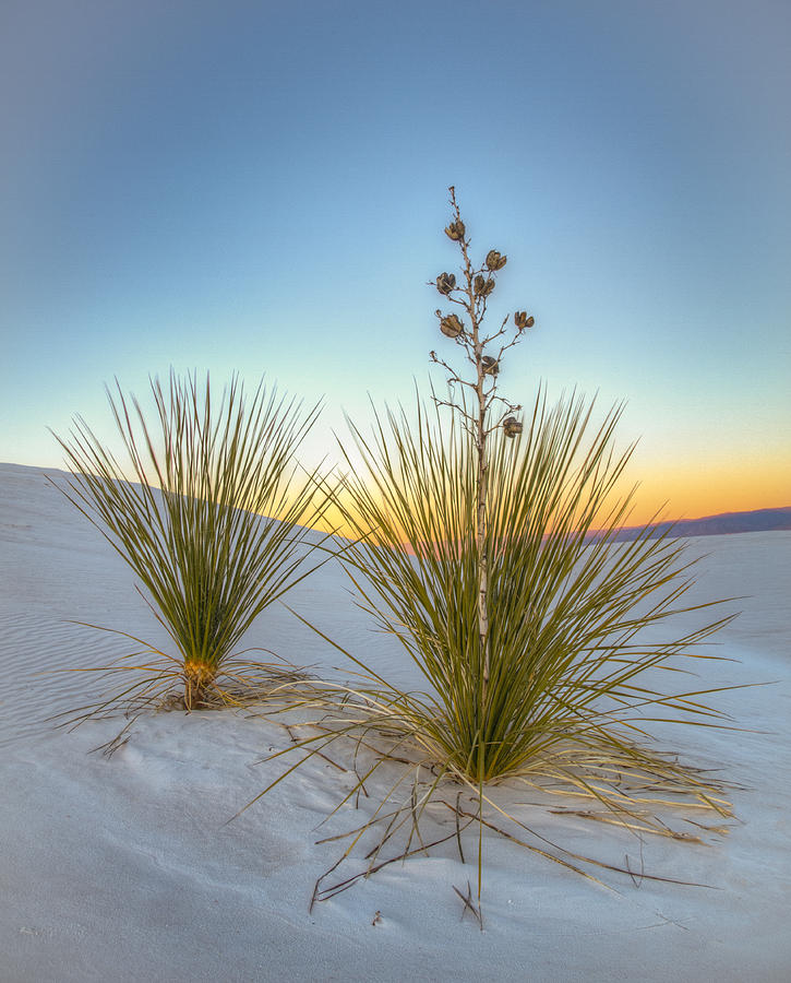 White Sands Twilight Photograph by Jean Noren