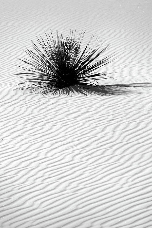 White Sands Yucca 12 Photograph by JustJeffAz Photography